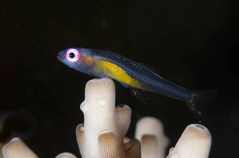 Redeye Hovering Goby
