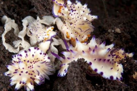 Multi-pustuled Mexichromis Nudibranch