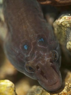 Shore clingfish
