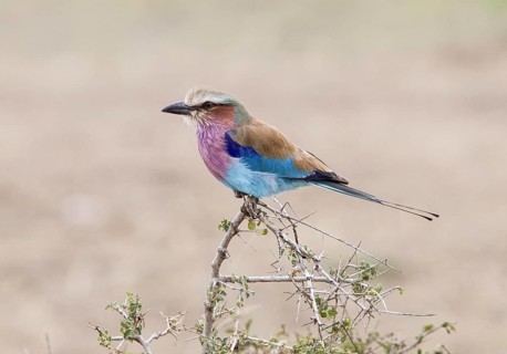Lilac breasted roller