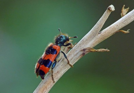 Beetle