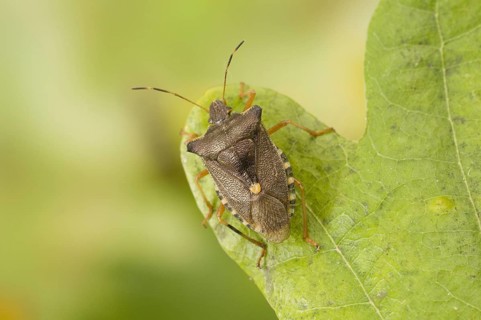 Red-legged tree bug