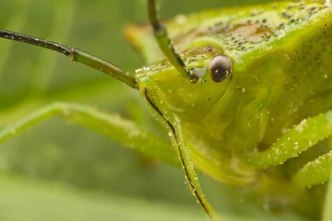 Green Shieldbug