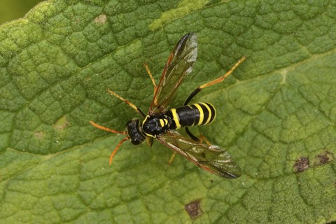 Clay Wasp