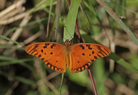 Gulf Fritillary