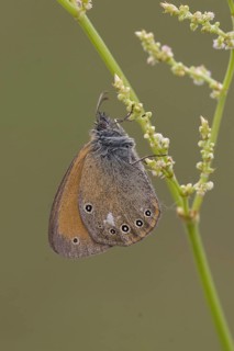 Rusty Brown Meadowbird