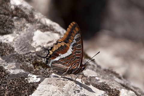 Brush-footed butterfly