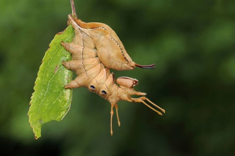 Lobster Moth