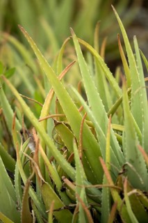 Medicinal aloe veras
