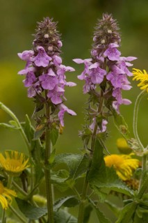 Hybrid Woundwort