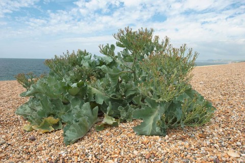 Sea kale