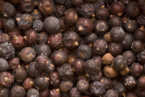 Common juniper
