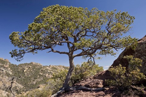 Mexican pinyon