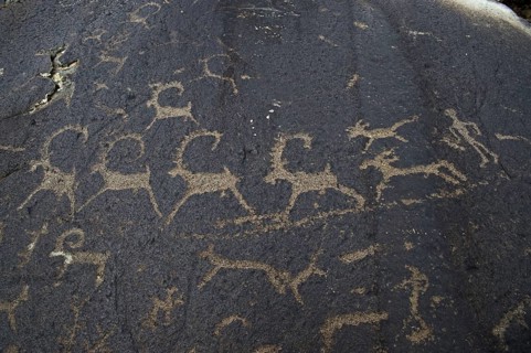 Ancient petroglyphs depicting wolves and humans hunting ibex