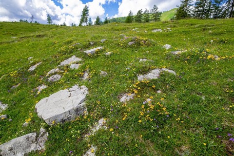 Flower meadow on the Postalm in the Salzkammergut