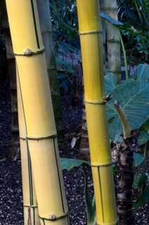 Golden bamboo