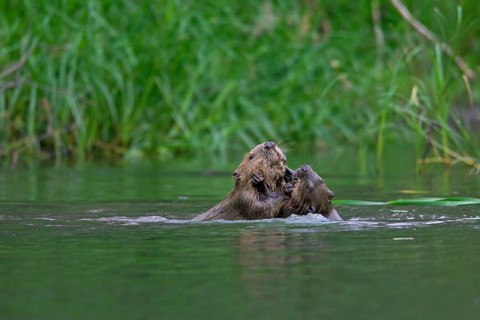 Two Eurasian beavers