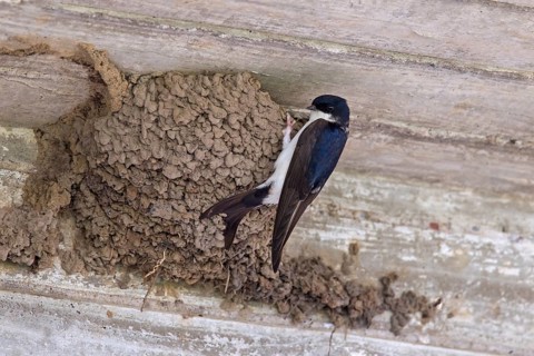 Common house martin