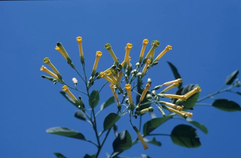 Tree tobacco