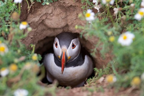 Puffin