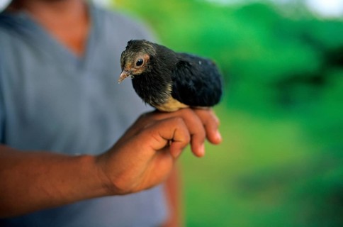 Maleo
