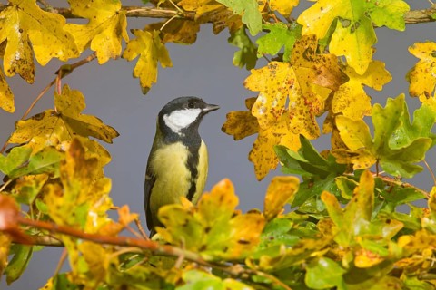 Great Tit