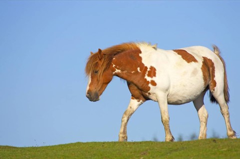 Dartmoor Pony