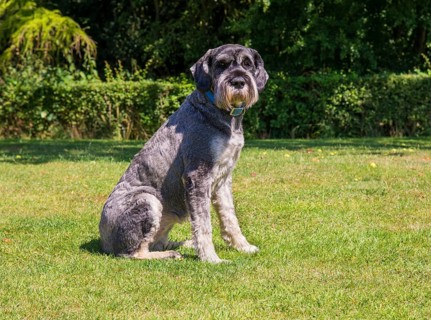 Domestic dog