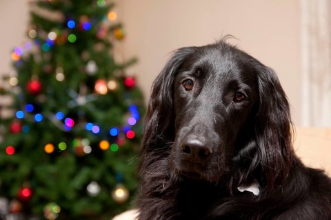 Domestic dog