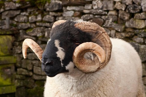 Domestic sheep