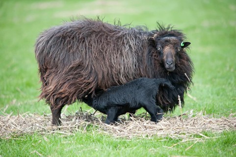 Domestic sheep