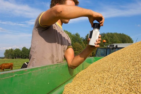 Common oat