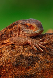 Savannah monitor