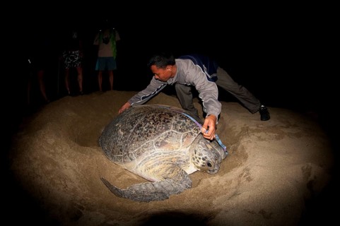 Green Turtle