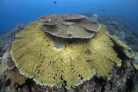 Table Coral