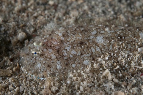 Strange sole