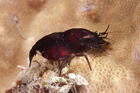 Deman's Snapping Shrimp