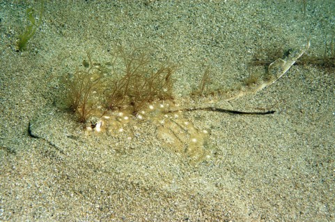 Undulate Ray