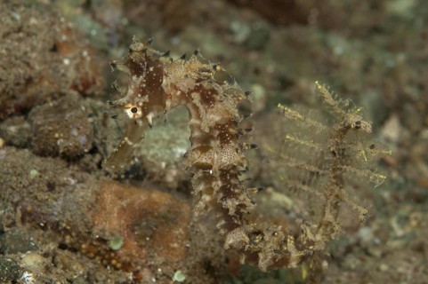 Hippocampus hystrix