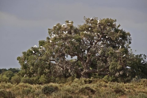 400 year old oaks where there is a colony of 1