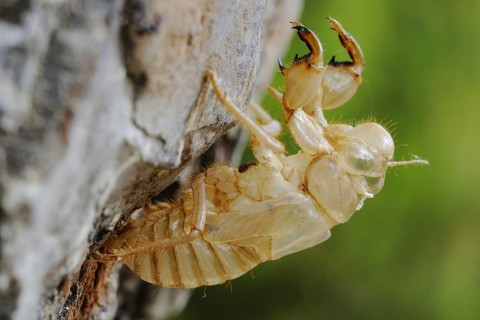 Cicada