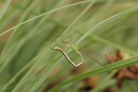 Southern Emerald Damselfly