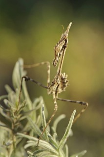 Conehead mantises