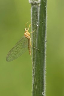 Mayfly