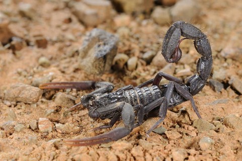 Scorpion
