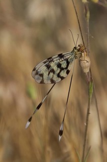 Thread fly