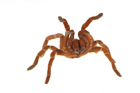 Kenya giant tarantula