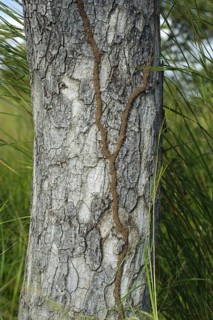 Termite