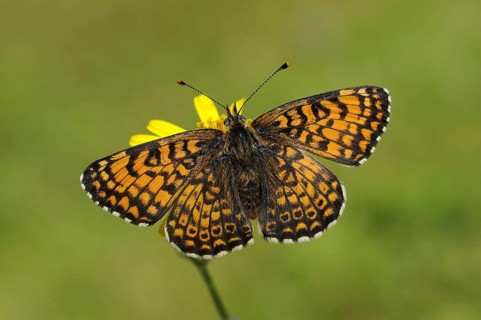 Plantain Fritillary