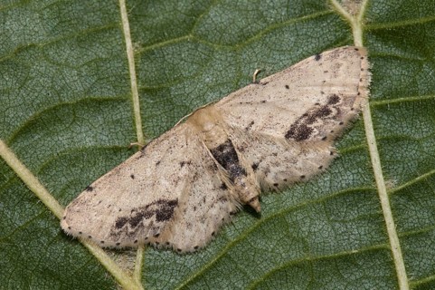 Brown-angled moth